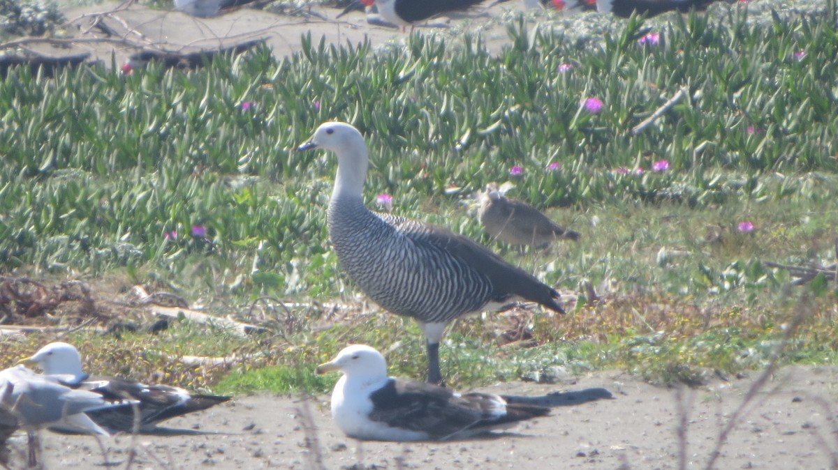 Upland Goose - ML37266421