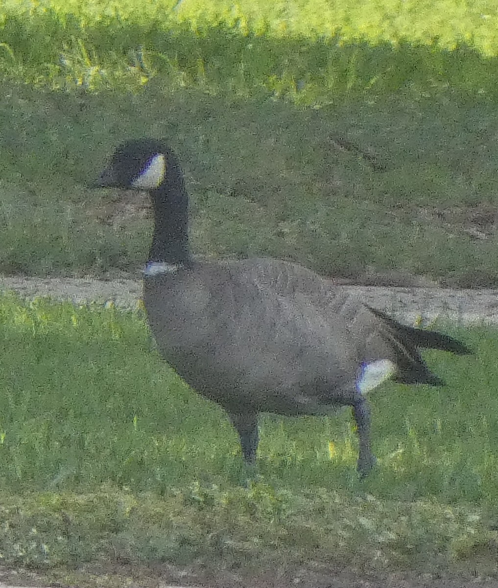 Cackling Goose - ML372665201