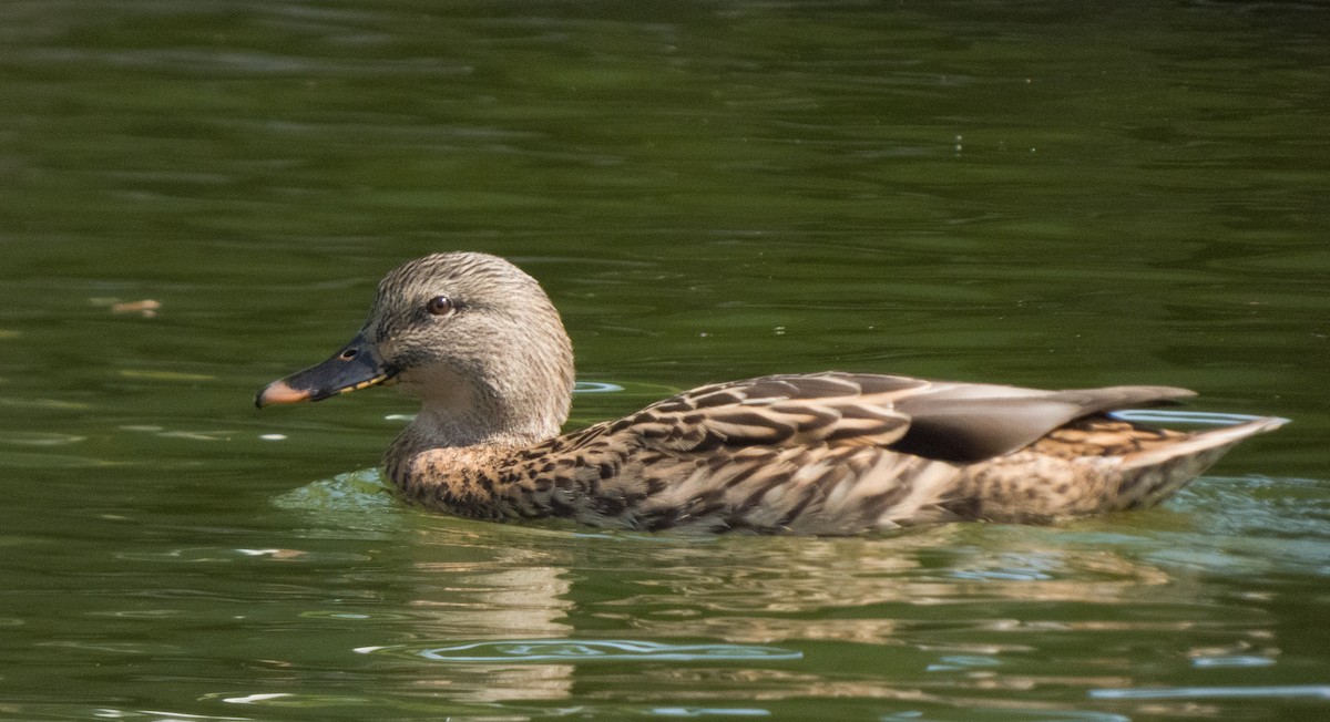 Canard colvert - ML372665611