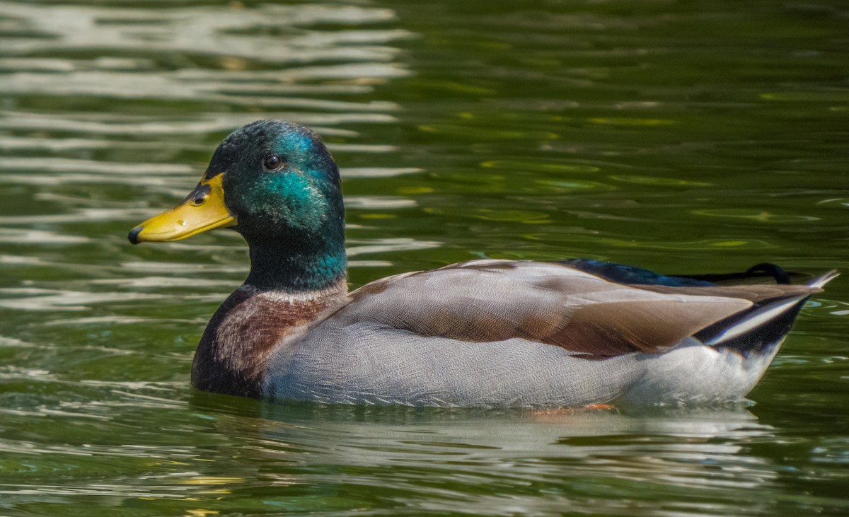 Canard colvert - ML372665641