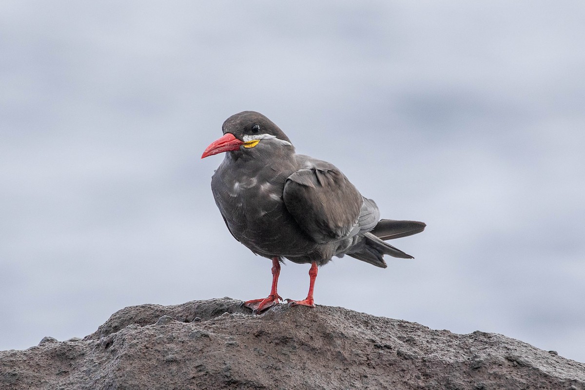 Inca Tern - Neil Hayward