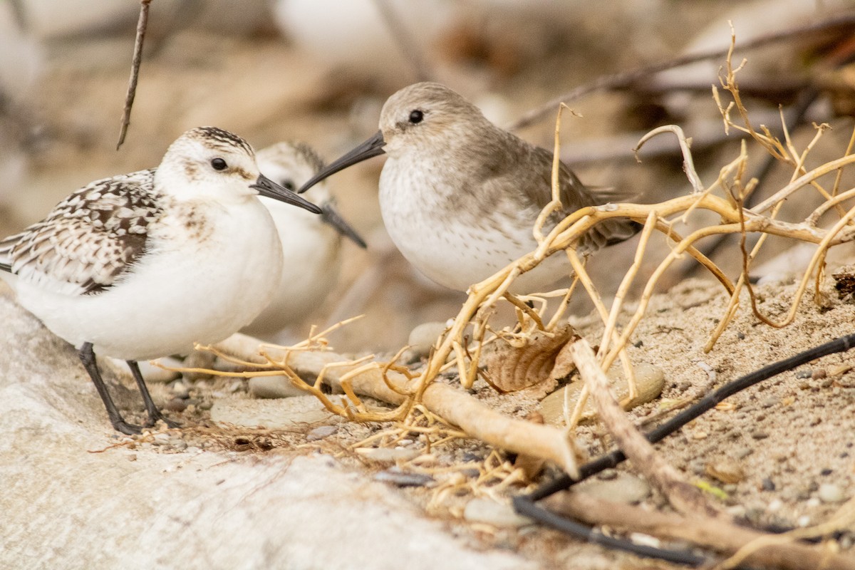 Dunlin - ML372666721