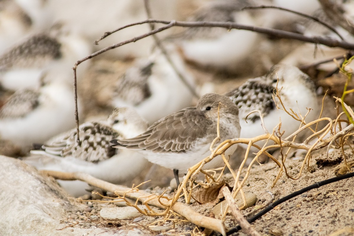 Dunlin - ML372666761