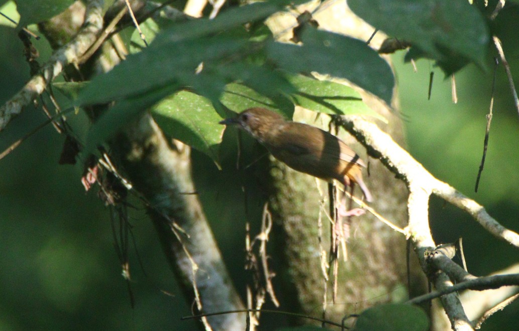 Abbott's Babbler - ML372669681