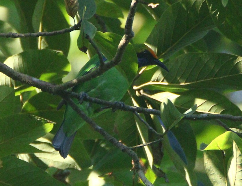 Golden-fronted Leafbird - Saswat Mishra