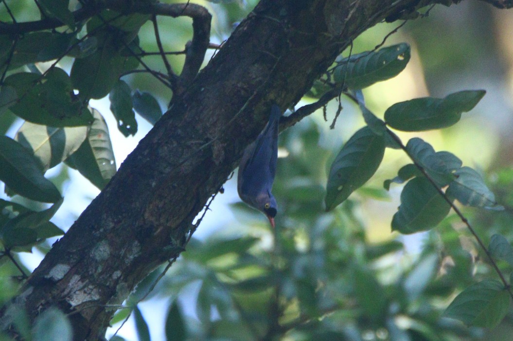 Velvet-fronted Nuthatch - ML372670291