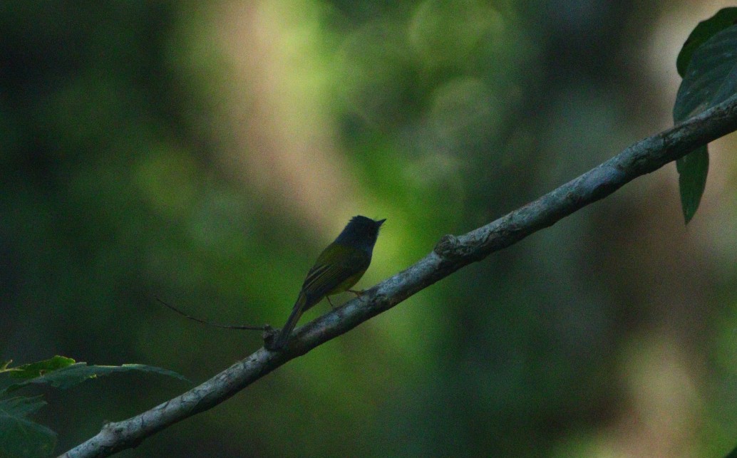 Gray-headed Canary-Flycatcher - Saswat Mishra