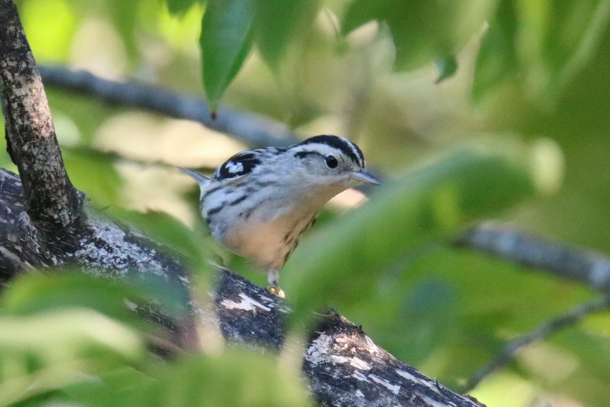 Пісняр строкатий - ML372671371