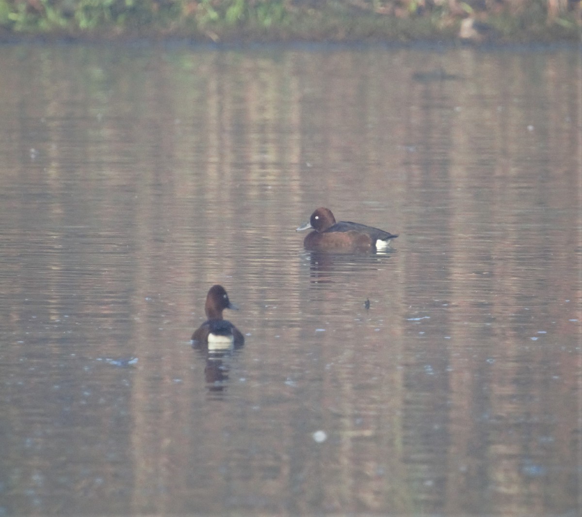 Ferruginous Duck - ML372673761