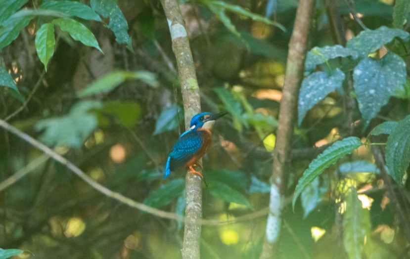 Blue-eared Kingfisher - ML372673971