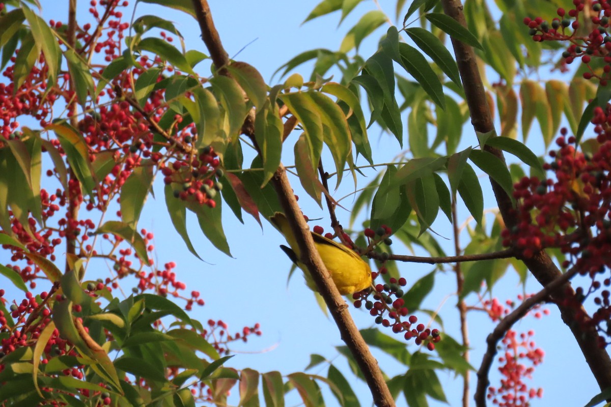 Yellow Warbler - ML372674051