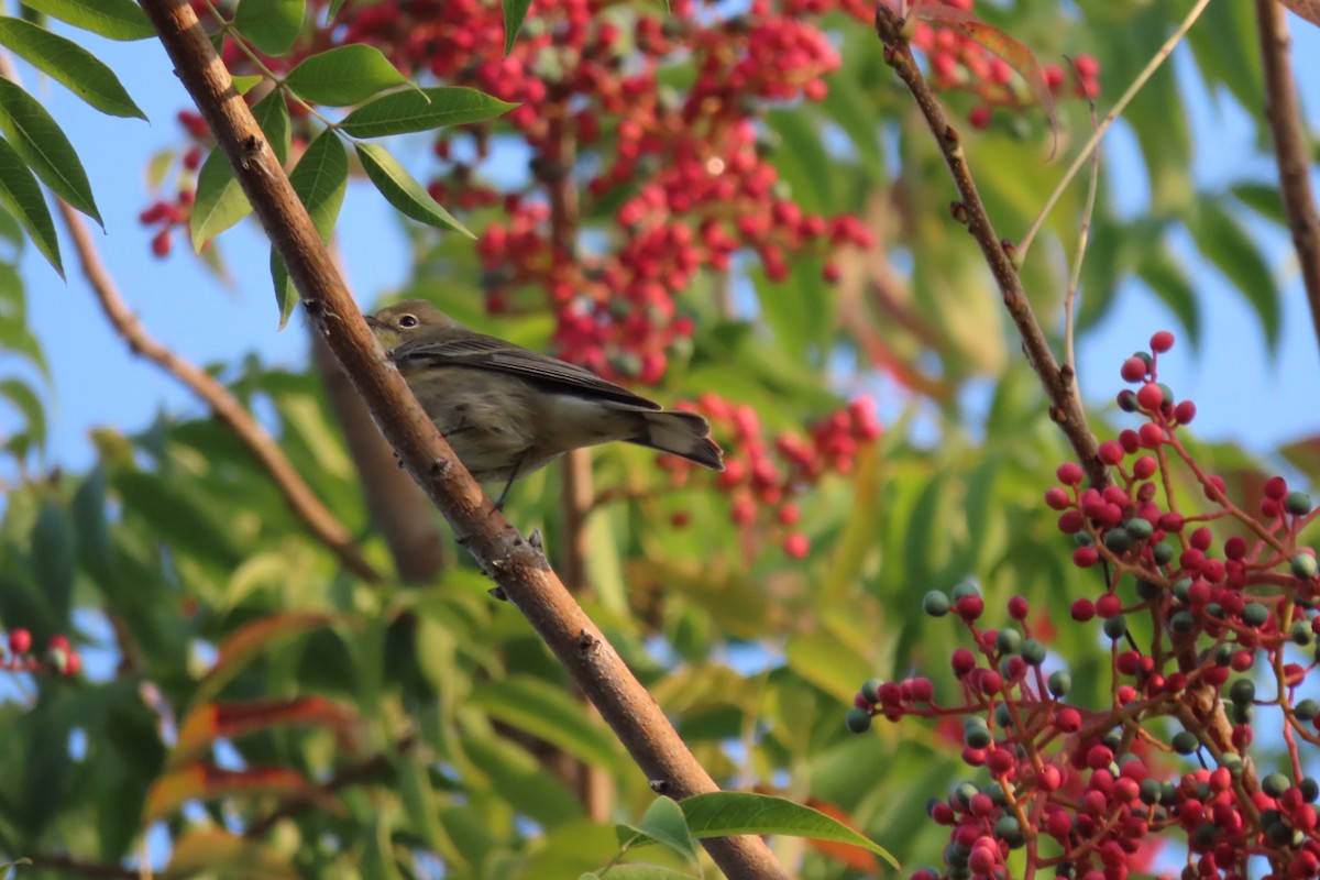 Yellow-rumped Warbler - ML372674111