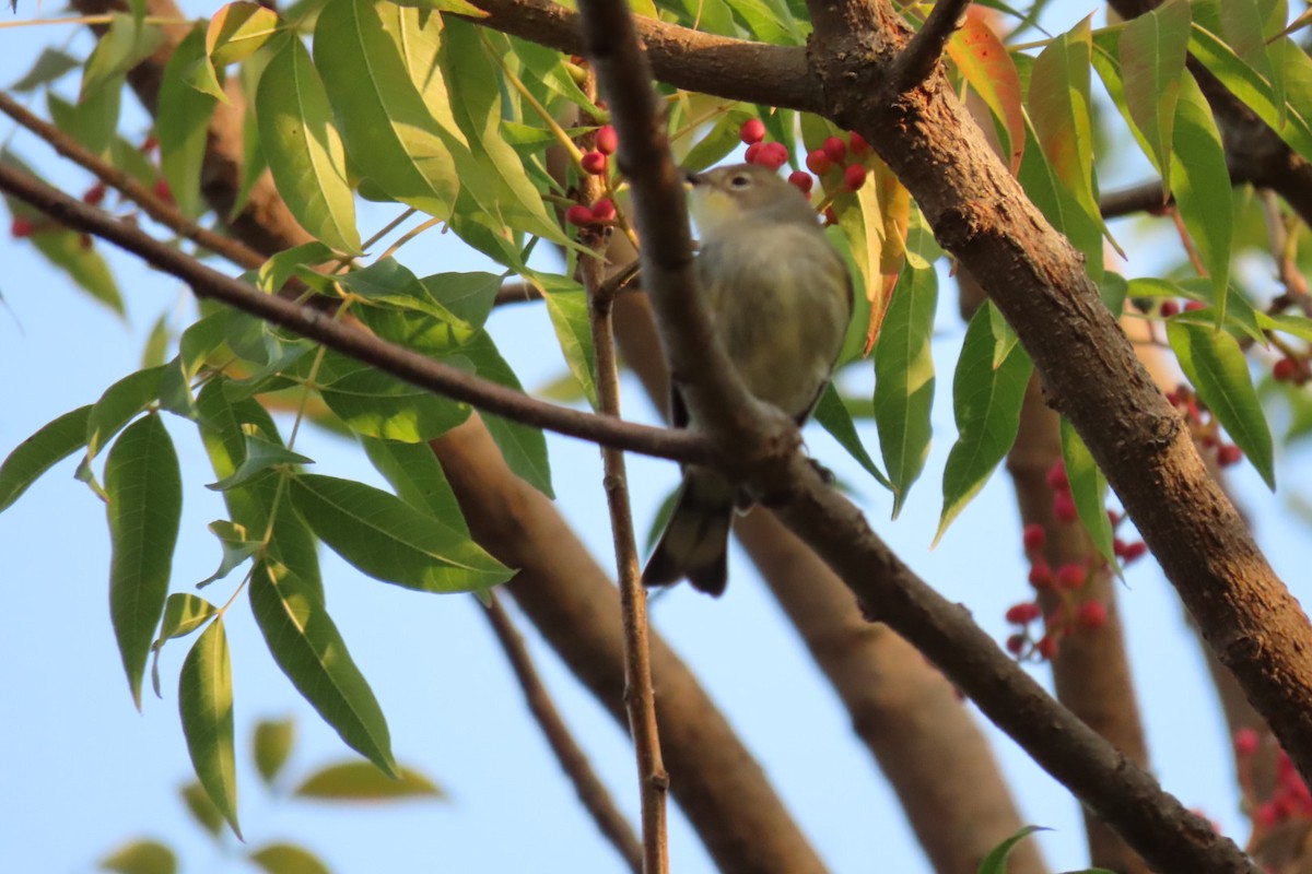 Yellow-rumped Warbler - ML372674131