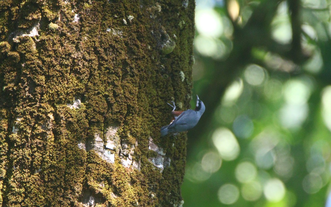 Chestnut-bellied Nuthatch - ML372674151