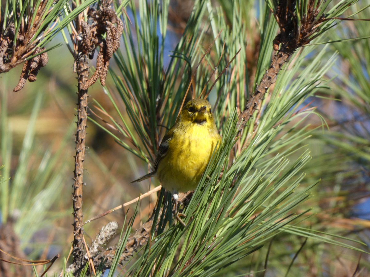 Pine Warbler - ML372674741