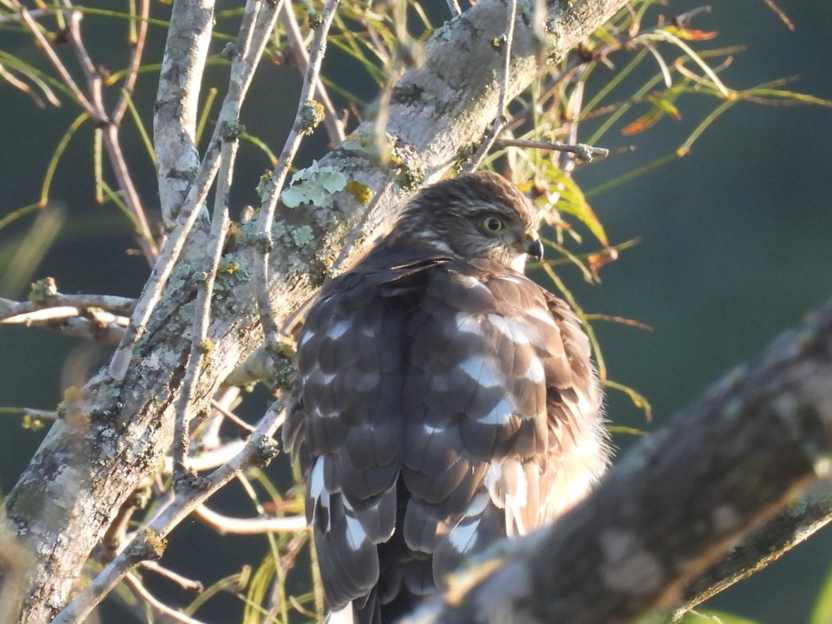 Sharp-shinned Hawk - Steven Self