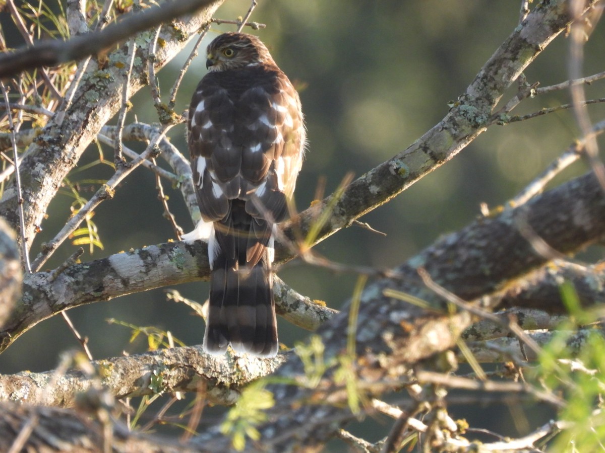 Sharp-shinned Hawk - ML372675461