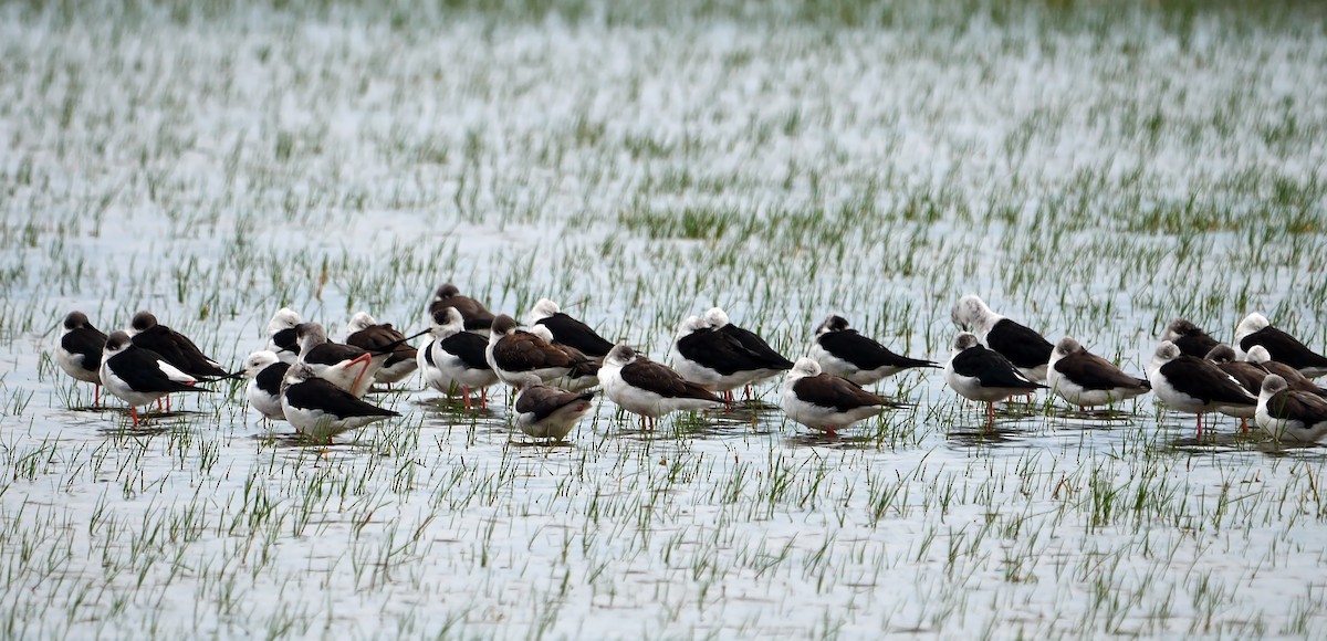 Black-winged Stilt - ML372676961