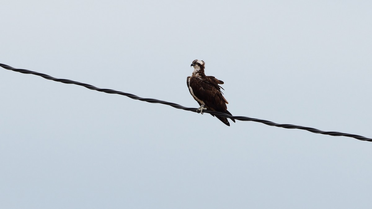 Arrano arrantzalea (haliaetus) - ML372678771