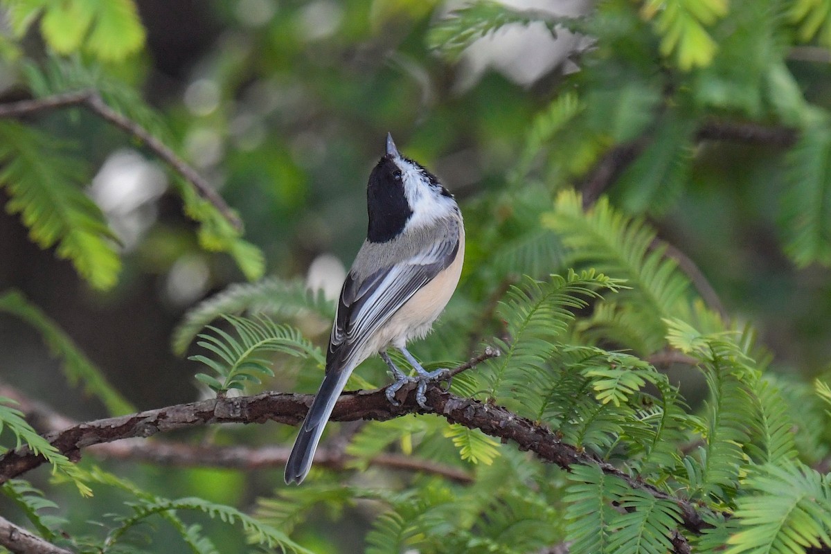 Mésange à tête noire - ML372681751