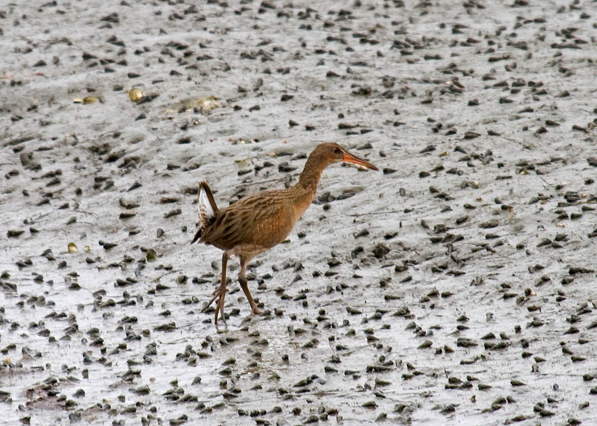 Ridgway's Rail - Greg Gillson