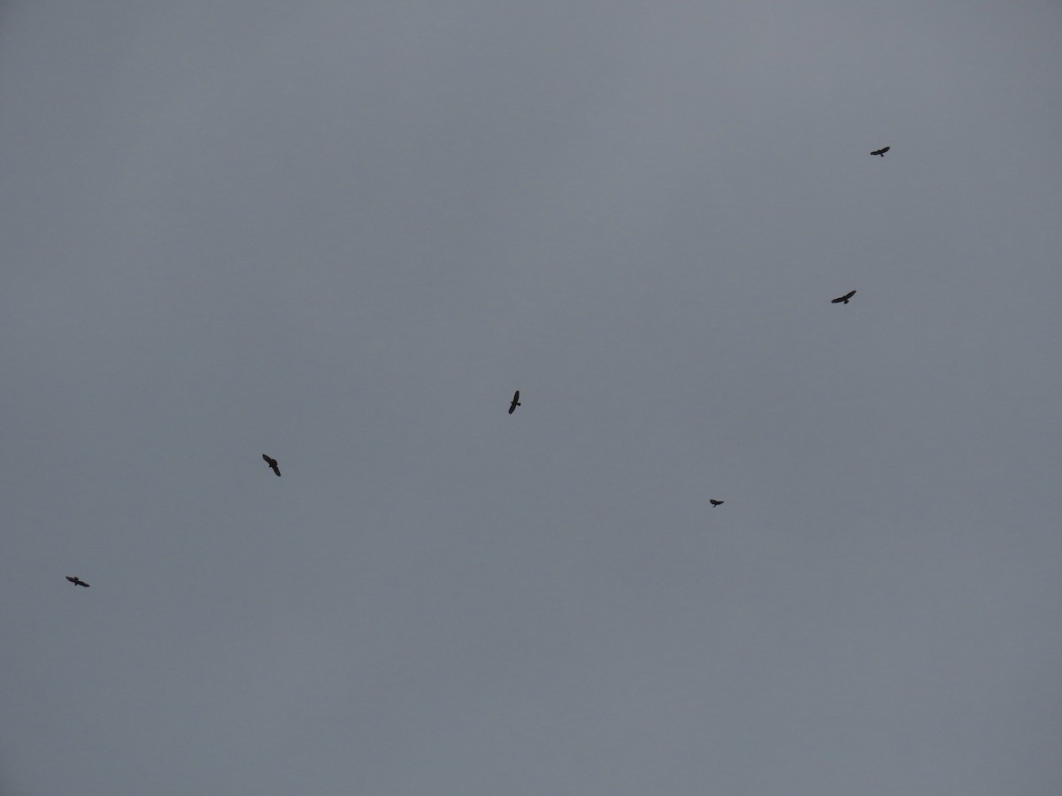 European Honey-buzzard - ML372682561