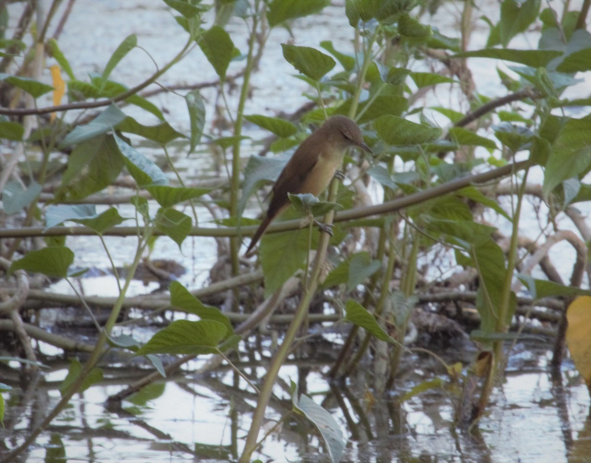 Clamorous Reed Warbler - PARTH PARIKH