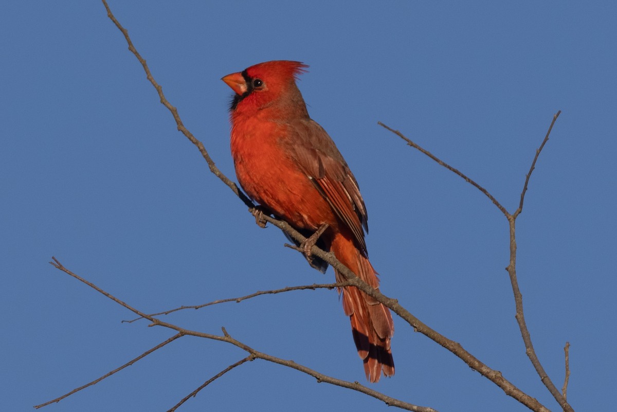 Northern Cardinal - ML372683681