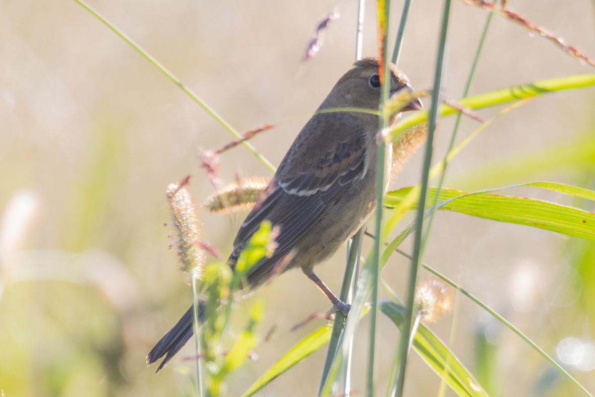 Blue Grosbeak - ML372683901