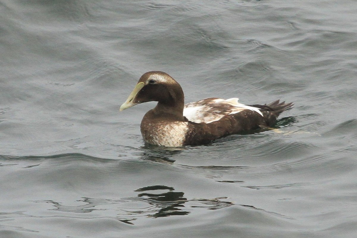 Eider arrunta - ML372684391