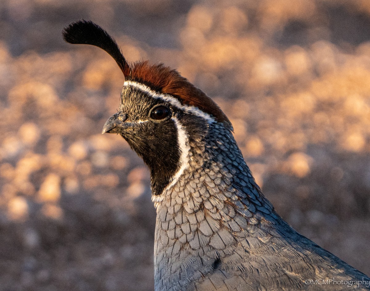 Gambel's Quail - Mary Catherine Miguez