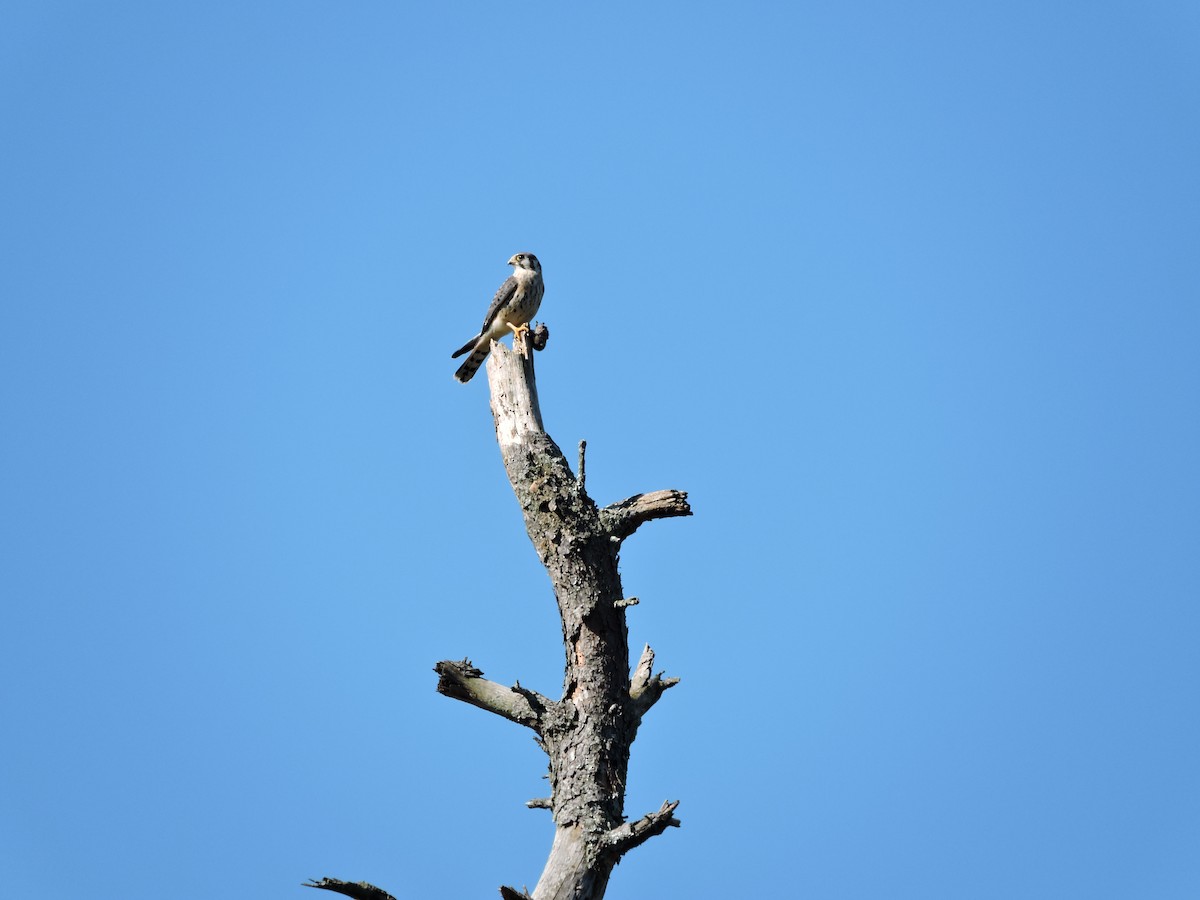 American Kestrel - ML372685301