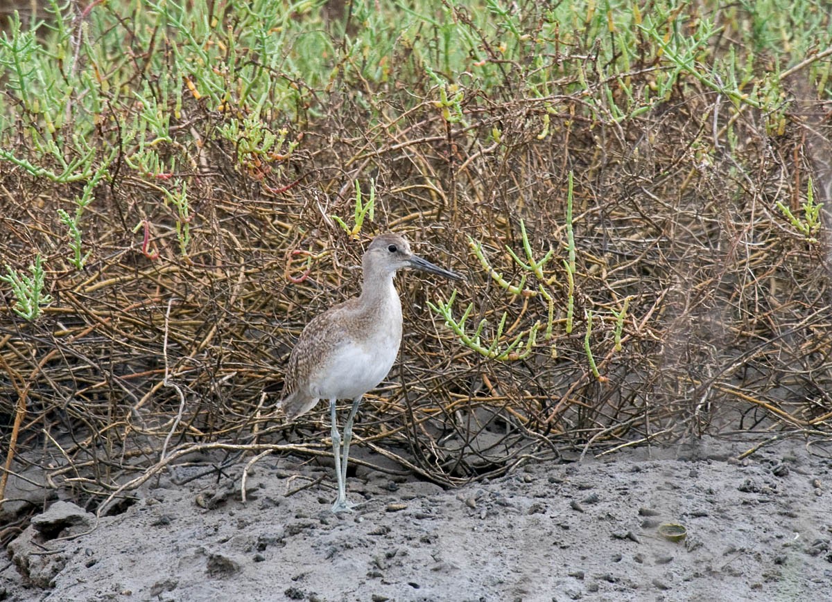 Chevalier semipalmé - ML37268531