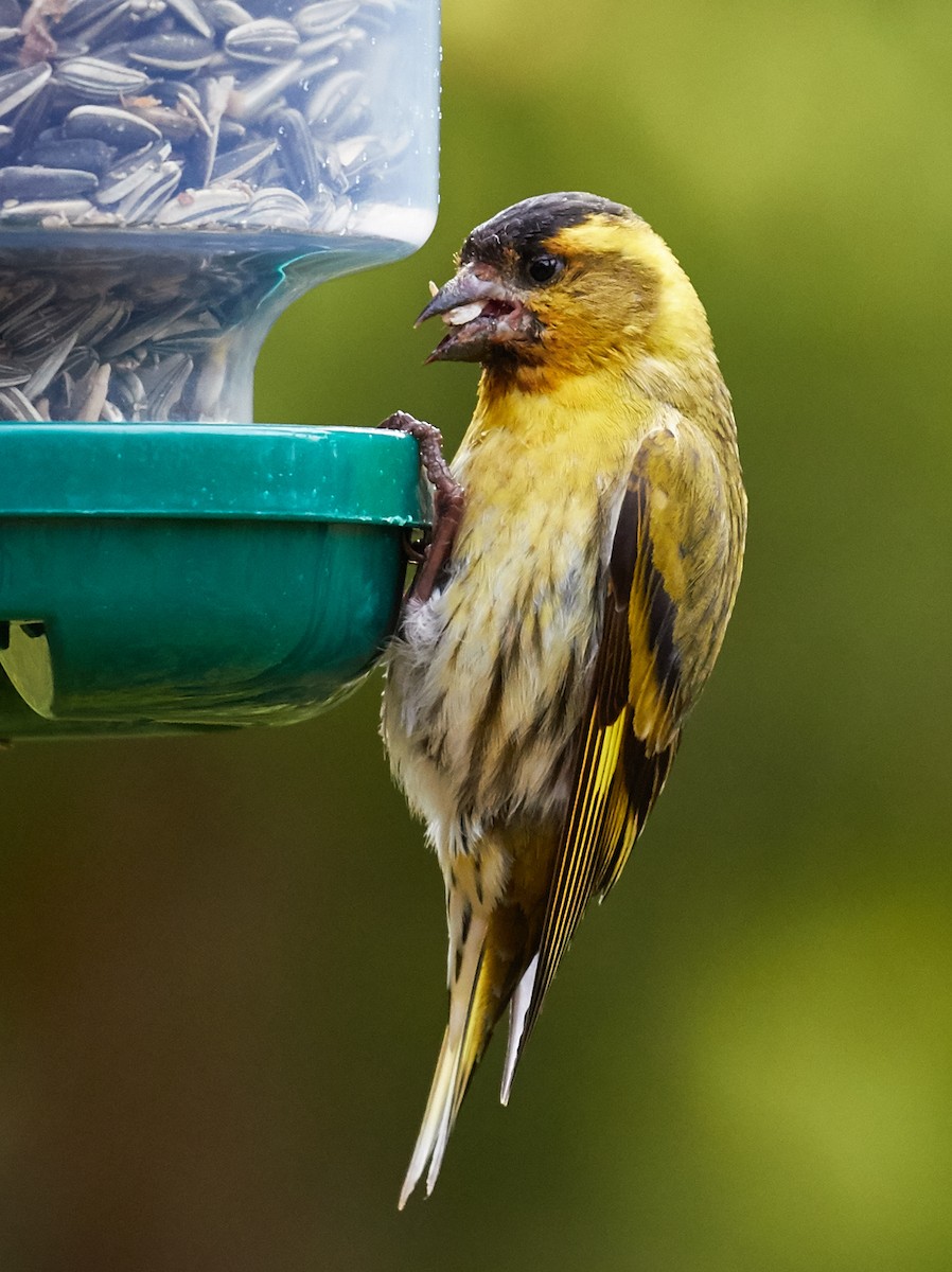 Eurasian Siskin - ML37268551