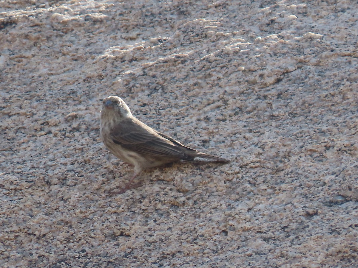 Yemen Serin - ML372685751