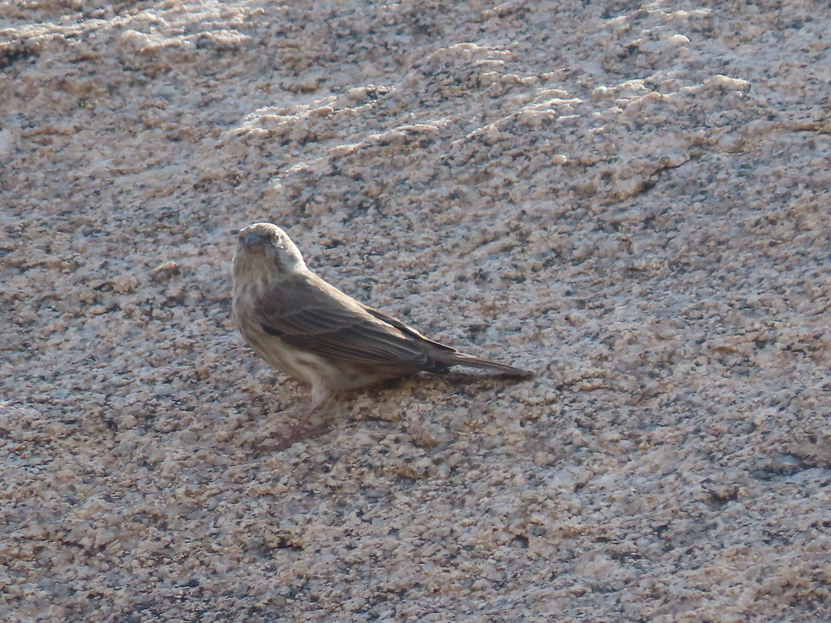 Serin du Yémen - ML372685751