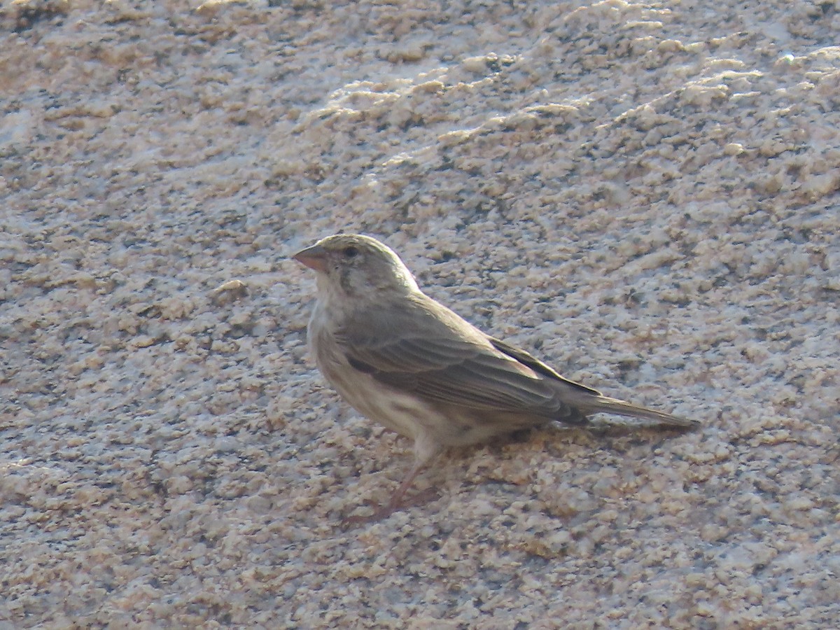 Serin du Yémen - ML372685771