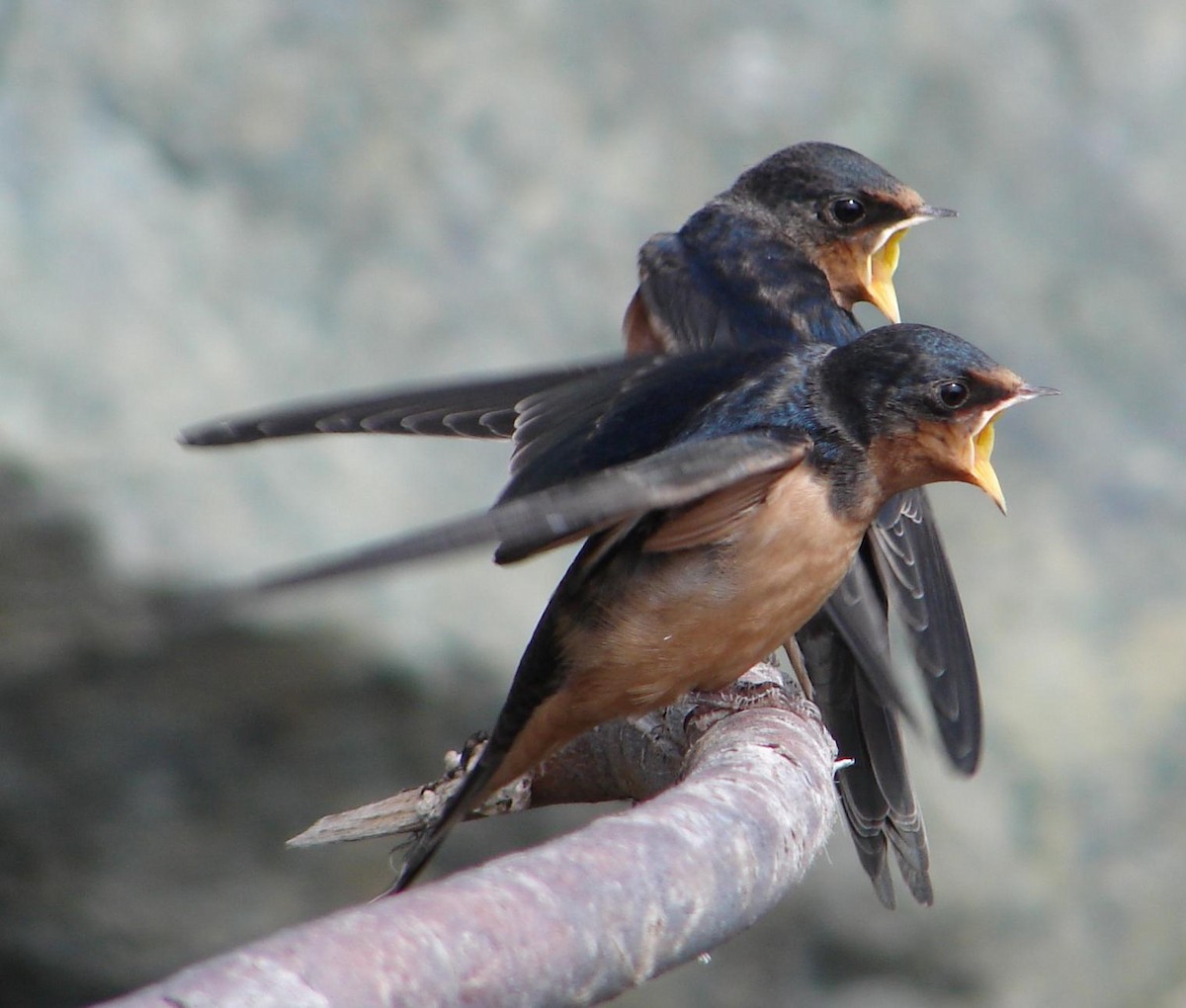 Barn Swallow - Shelley Rutkin