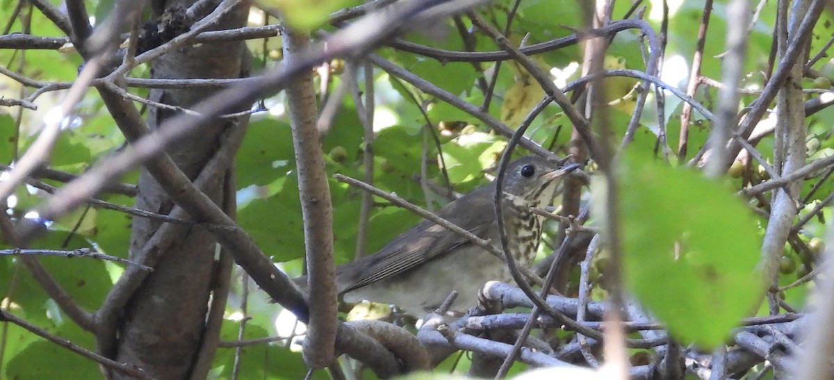 Gray-cheeked Thrush - ML372686931