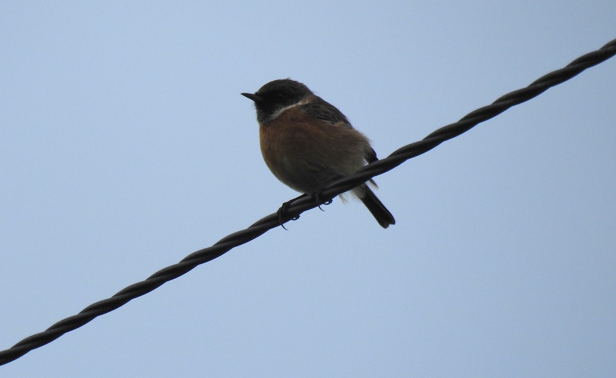 European Stonechat - ML372687751