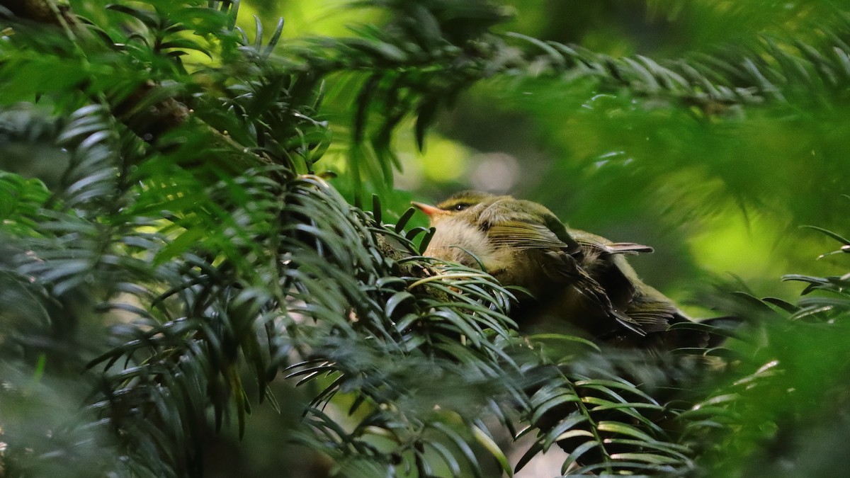Wood Warbler - ML372689051