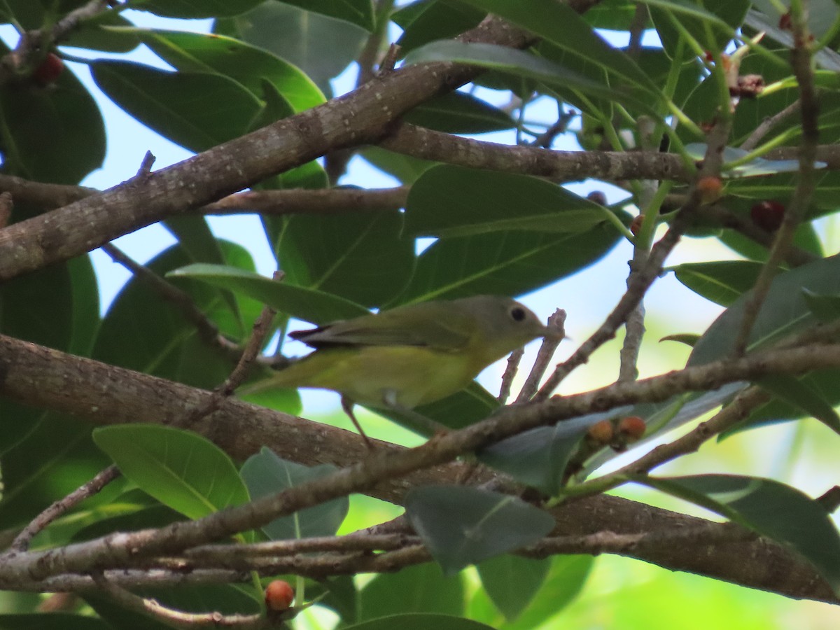 Nashville Warbler - ML372689151