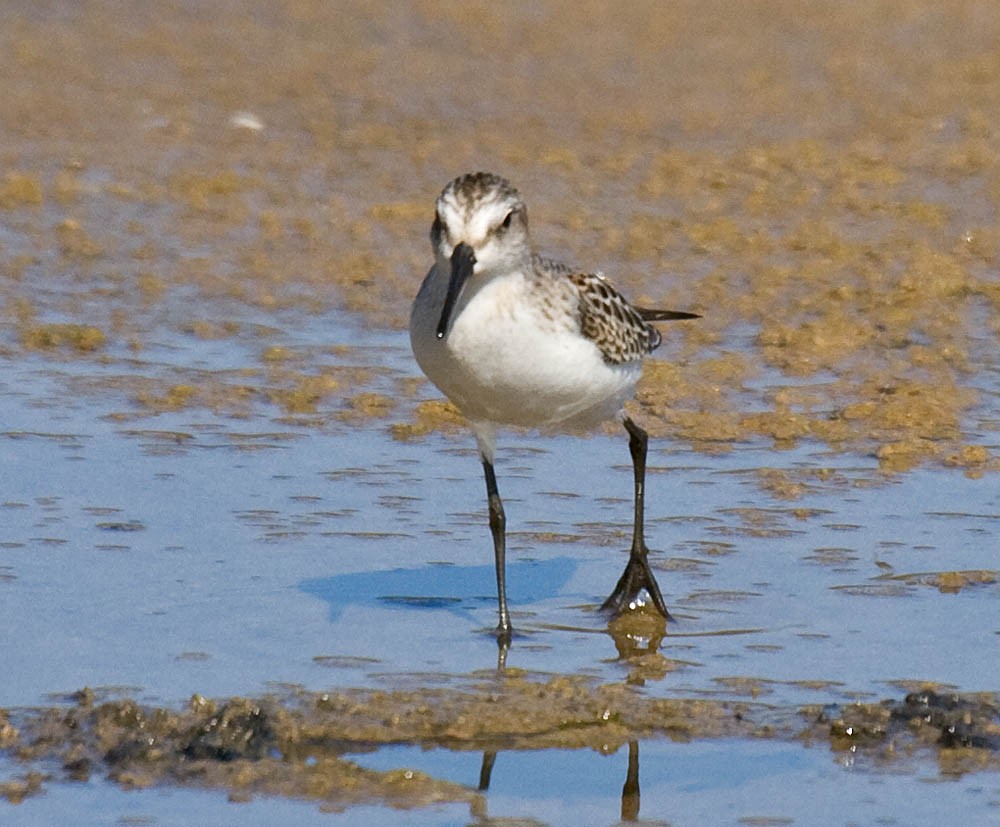 Western Sandpiper - Greg Gillson