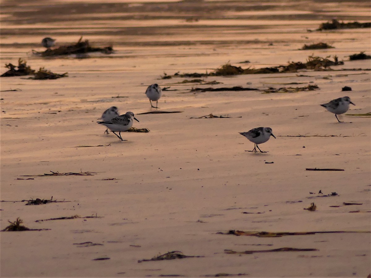 Sanderling - ML372690771