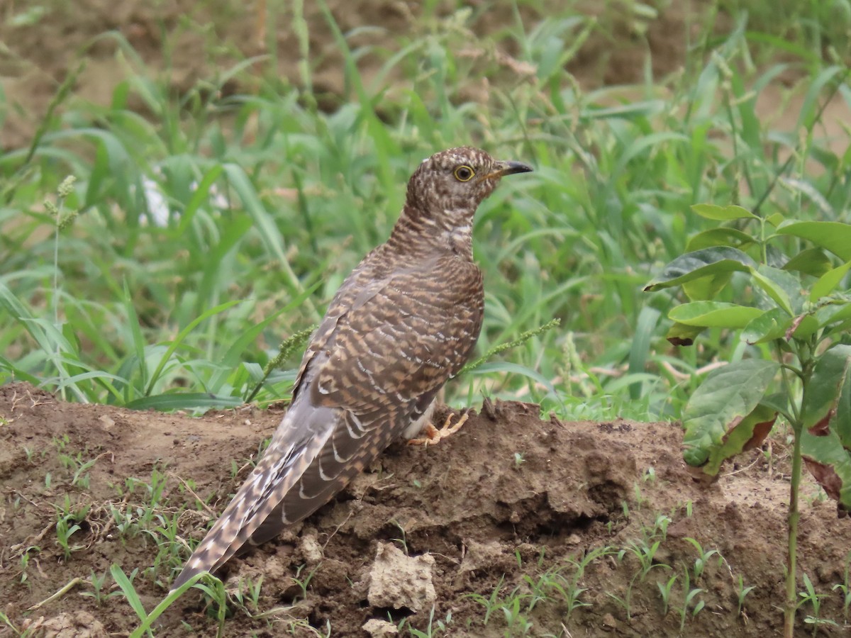 Common Cuckoo - ML372691151