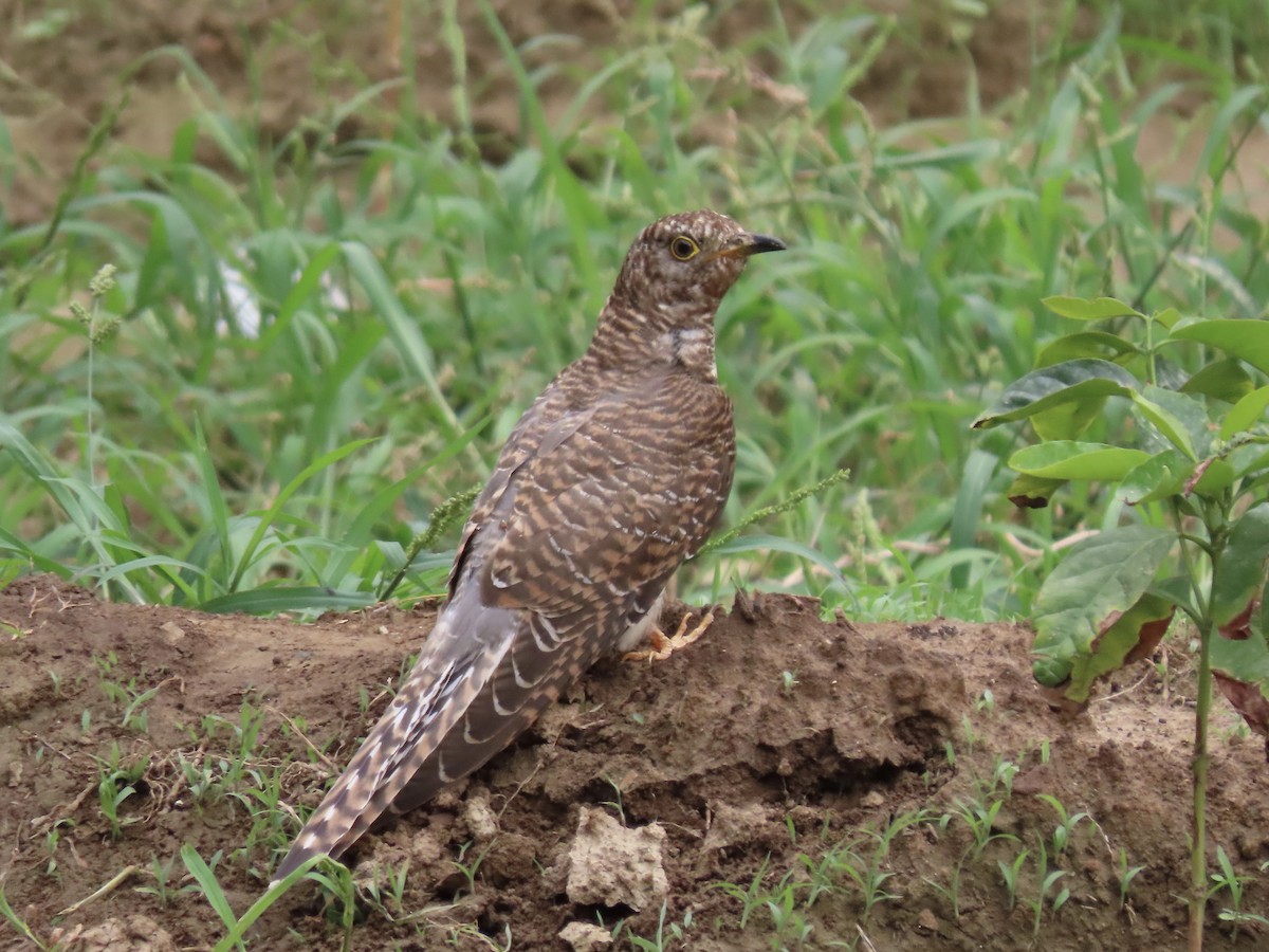 Common Cuckoo - ML372691161