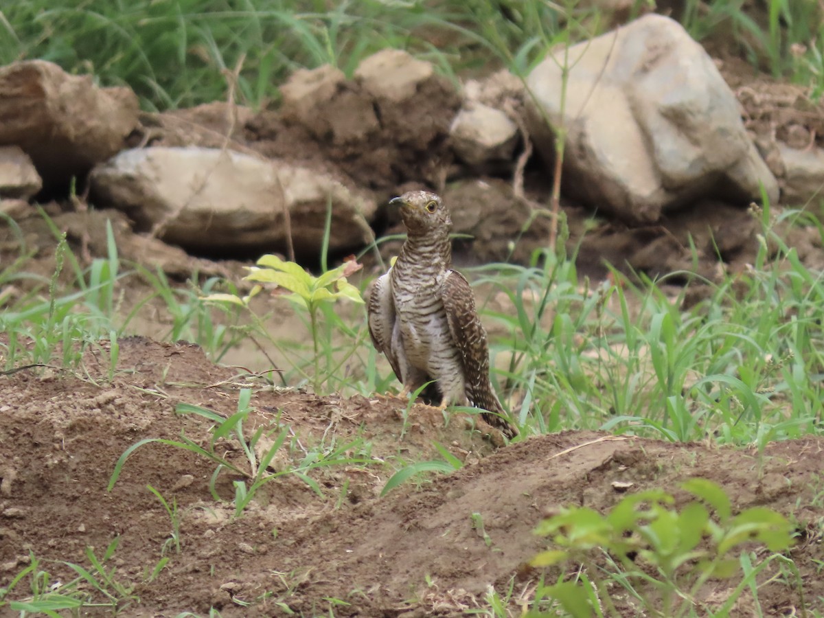 Common Cuckoo - ML372691181