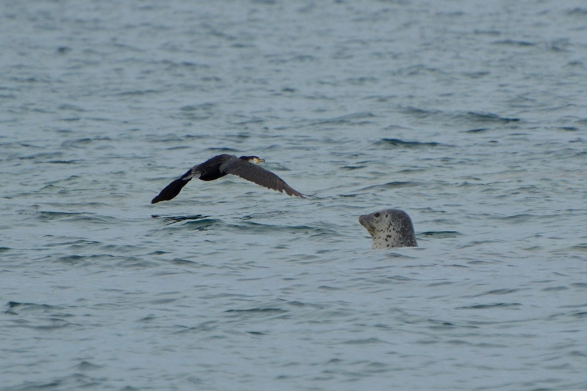 Japanese Cormorant - ML372691301