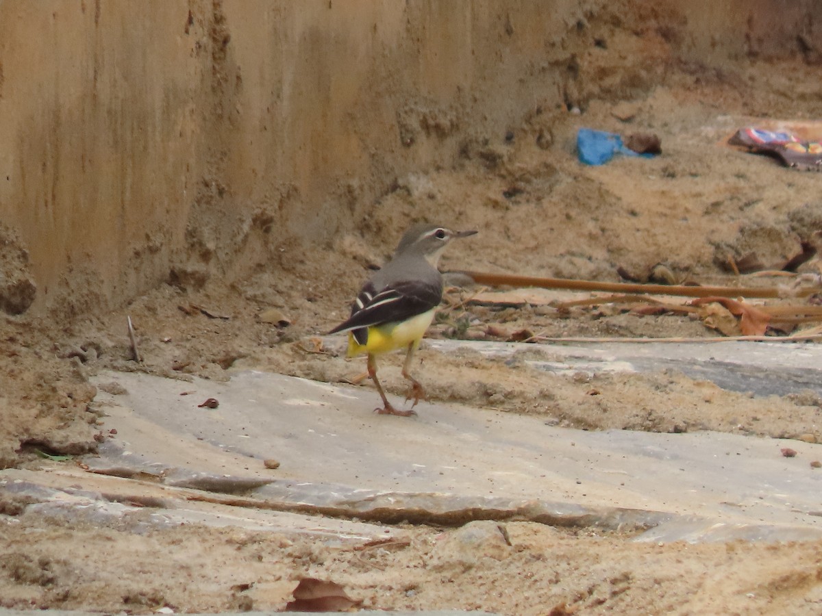 Gray Wagtail - ML372691471