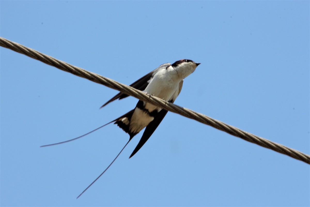 Golondrina Colilarga - ML372692221